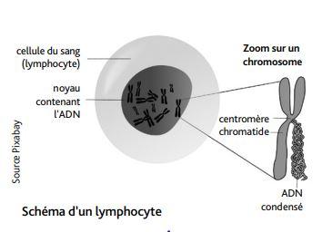 R50_IA-Radiobiologie_schema.JPG